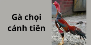 Tinh thần chiến đấu cao