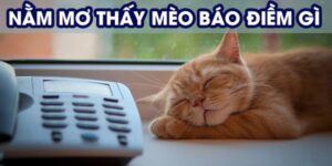 Giải mã chi tiết về nằm mơ thấy mèo là điềm báo gì tại ABC8