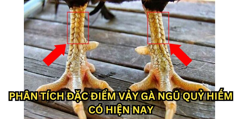 Vảy Gà Ngũ Quỷ ABC8 - Đặc điểm và những lưu ý khi chọn gà