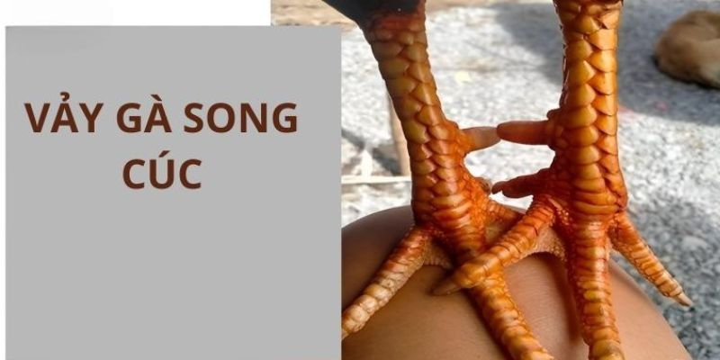 Vảy gà Song Cúc tại ABC8 - Mạnh mẽ và chiến đấu cao